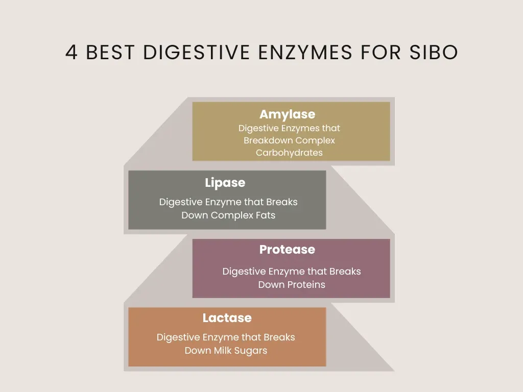 4 best digestive enzymes for sibo