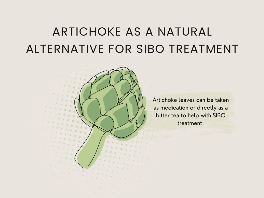 artichoke leaf as a natural alternative for sibo treatment