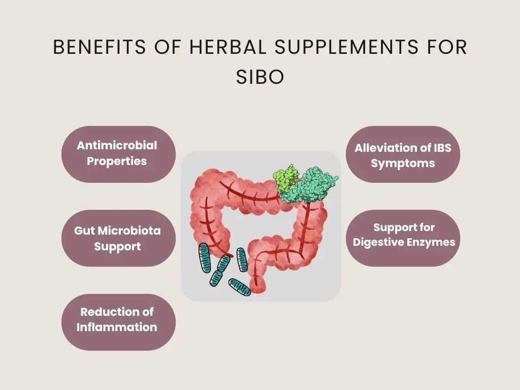 benefits of herbal supplements for sibo