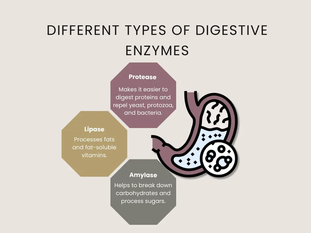 different types of digestive enzymes